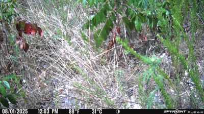 PICT1771.JPG