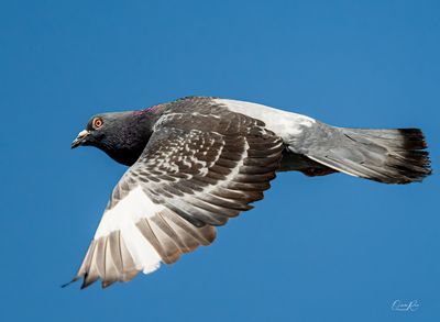 g13/53/627053/3/174583478.af618f49.JPEG