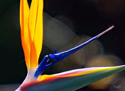 Colors.jpg