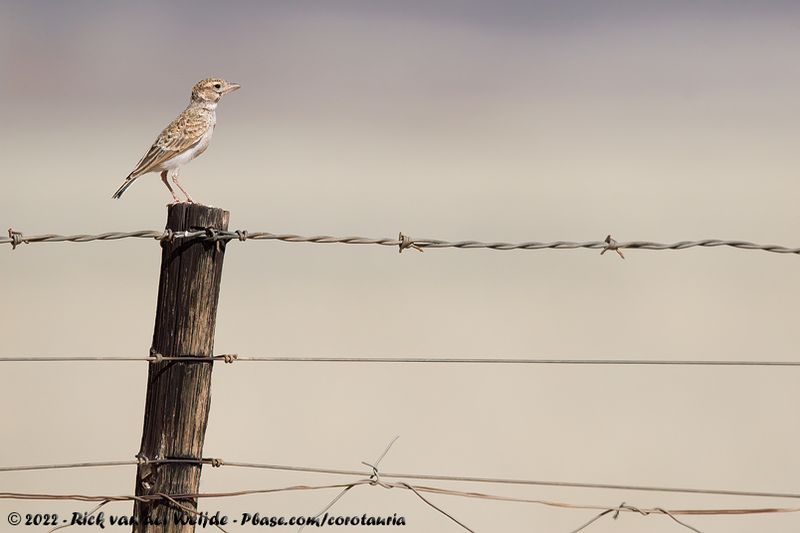 Starks Lark<br><i>Spizocorys starki</i>