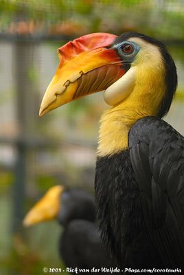 Wrinkled HornbillRhabdotorrhinus corrugatus
