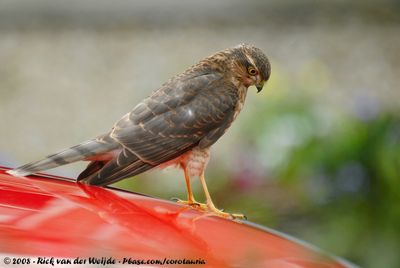 Eurasian SparrowhawkAccipiter nisus nisus