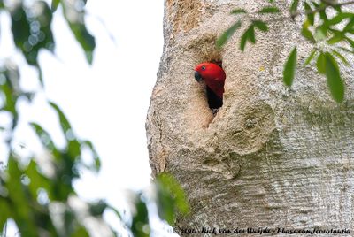 Papuan Eclectus  (Nieuw-Guinese Edelpapegaai)