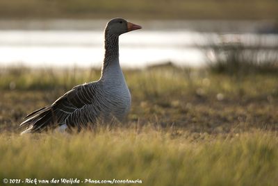 Greylag GooseAnser anser anser