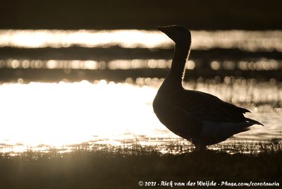 Greylag GooseAnser anser anser