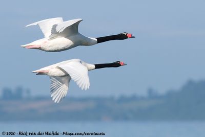 Black-Necked SwanCygnus melancoryphus