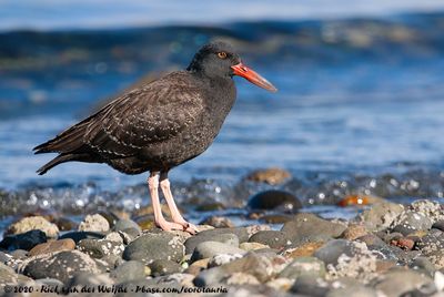 Blackish OystercatcherHaematopus ater