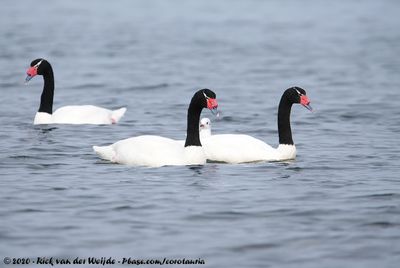 Black-Necked Swan<br><i>Cygnus melancoryphus</i>