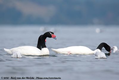 Black-Necked Swan<br><i>Cygnus melancoryphus</i>