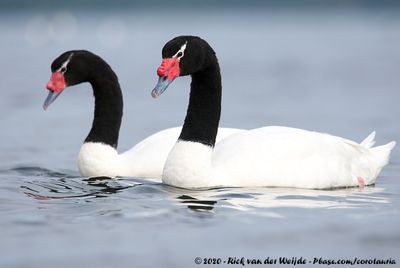 Black-Necked SwanCygnus melancoryphus