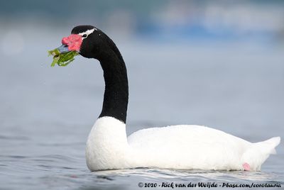 Black-Necked SwanCygnus melancoryphus