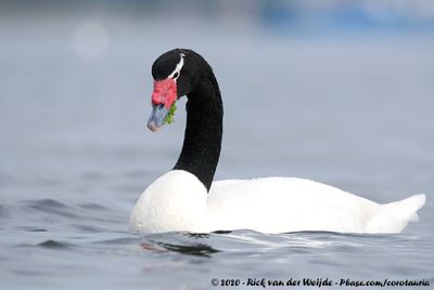 Black-Necked Swan  (Zwarthalszwaan)