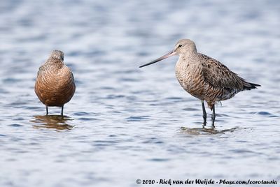 Hudsonian GodwitLimosa haemastica