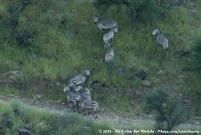 Hartmann's Mountain ZebraEquus zebra hartmannae