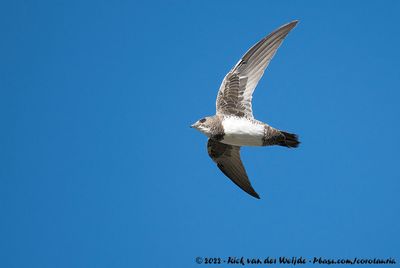 Alpine SwiftTachymarptis melba marjoriae