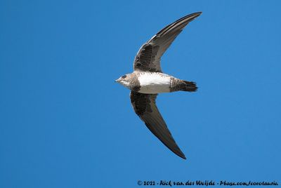 Alpine SwiftTachymarptis melba marjoriae