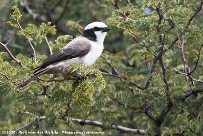 Southern White-Crowned Shrike  (Witkruinklauwier)