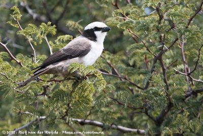 Southern White-Crowned ShrikeEurocephalus anguitimens anguitimens