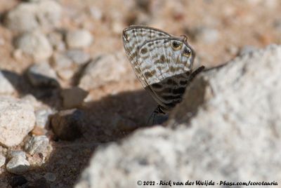 Lang's Short-Tailed BlueLeptotes pirithous ssp.