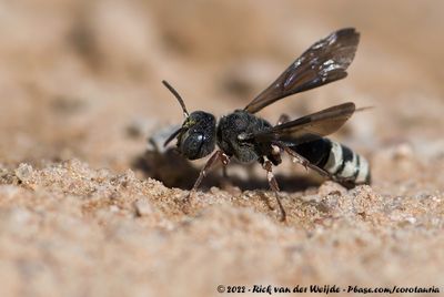 Cerceris Wasps  (Knoopwespen)