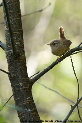 Eurasian WrenTroglodytes troglodytes troglodytes