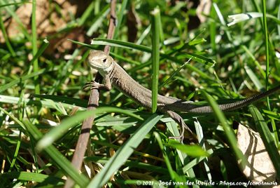 Eastern Green LizardLacerta viridis