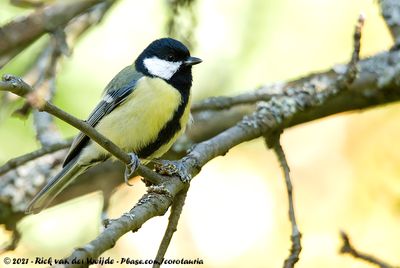 Great TitParus major major