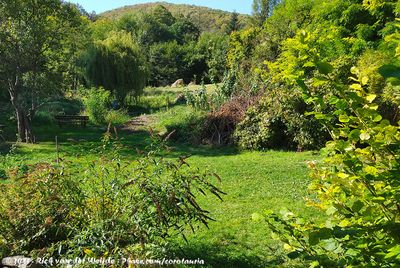 The Lush Green of Ecolodge Farm Lator