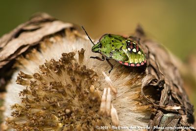 Southern Green Stink BugNezara viridula