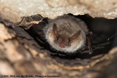 Greater Mouse-Eared BatMyotis myotis myotis
