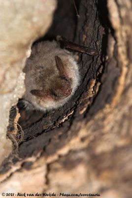 Greater Mouse-Eared BatMyotis myotis myotis