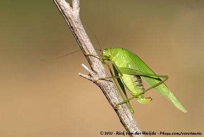 Southern Sickle Bush-CricketPhaneroptera nana