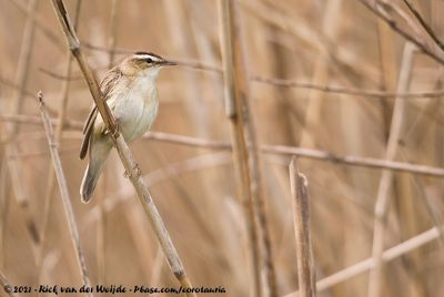 Sedge WarblerAcrocephalus schoenobaenus