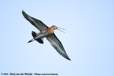 Black-Tailed GodwitLimosa limosa limosa