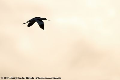 Pied AvocetRecurvirostra avosetta