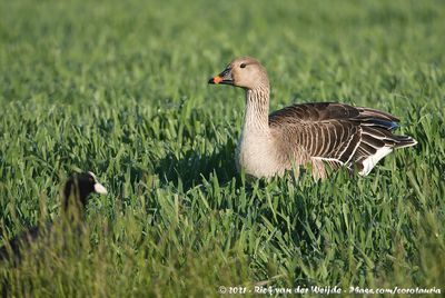 Tundra Bean GooseAnser serrirostris rossicus