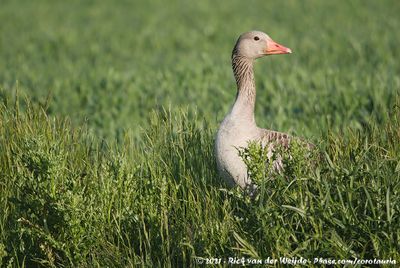 Greylag GooseAnser anser anser