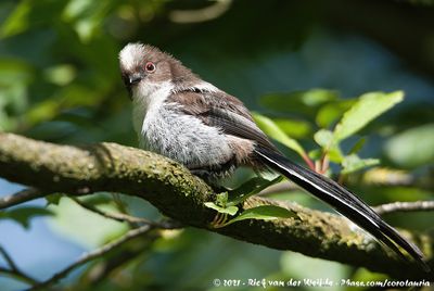 Long-Tailed TitAegithalos caudatus europaeus