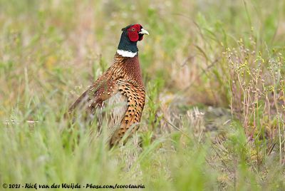 Common PheasantPhasianus colchicus ssp.