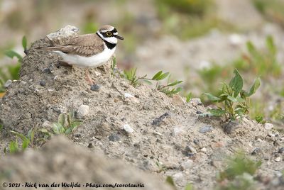 Little Ringed PloverCharadrius dubius curonicus