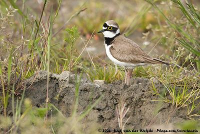 Little Ringed Plover  (Kleine Plevier)