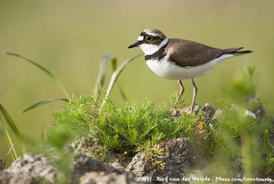 Little Ringed PloverCharadrius dubius curonicus