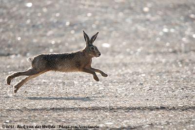 European HareLepus europaeus europaeus