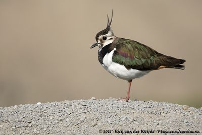 Northern LapwingVanellus vanellus