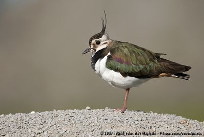 Northern LapwingVanellus vanellus