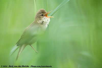 Marsh WarblerAcrocephalus palustris