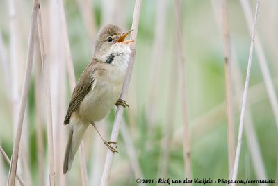 Marsh Warbler  (Bosrietzanger)