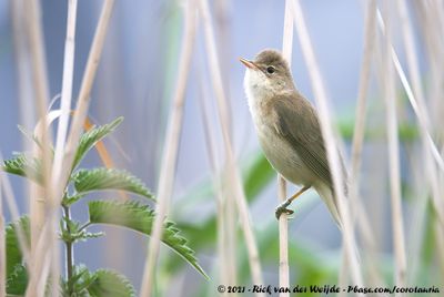 Marsh WarblerAcrocephalus palustris