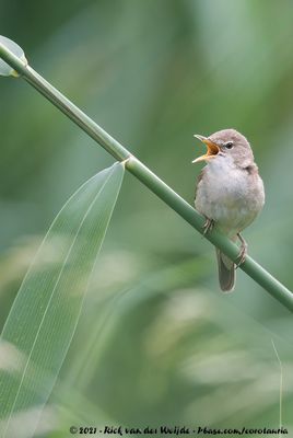 Blyth's Reed WarblerAcrocephalus dumetorum