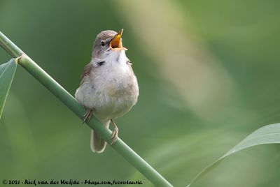 Blyth's Reed WarblerAcrocephalus dumetorum